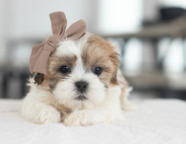 Shichon puppies for sale, shihtzu bichon puppies, Teddybear puppies for sale, shichon breeder, Puppy
