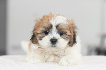 Shichon puppies for sale, shihtzu bichon puppies, Teddybear puppies for sale, shichon breeder, Puppy