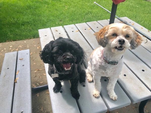 Shichon puppy, puppy for sale, puppies for sale, Maltipoo puppies, Malshi, TeddyBear Shihpoo puppy