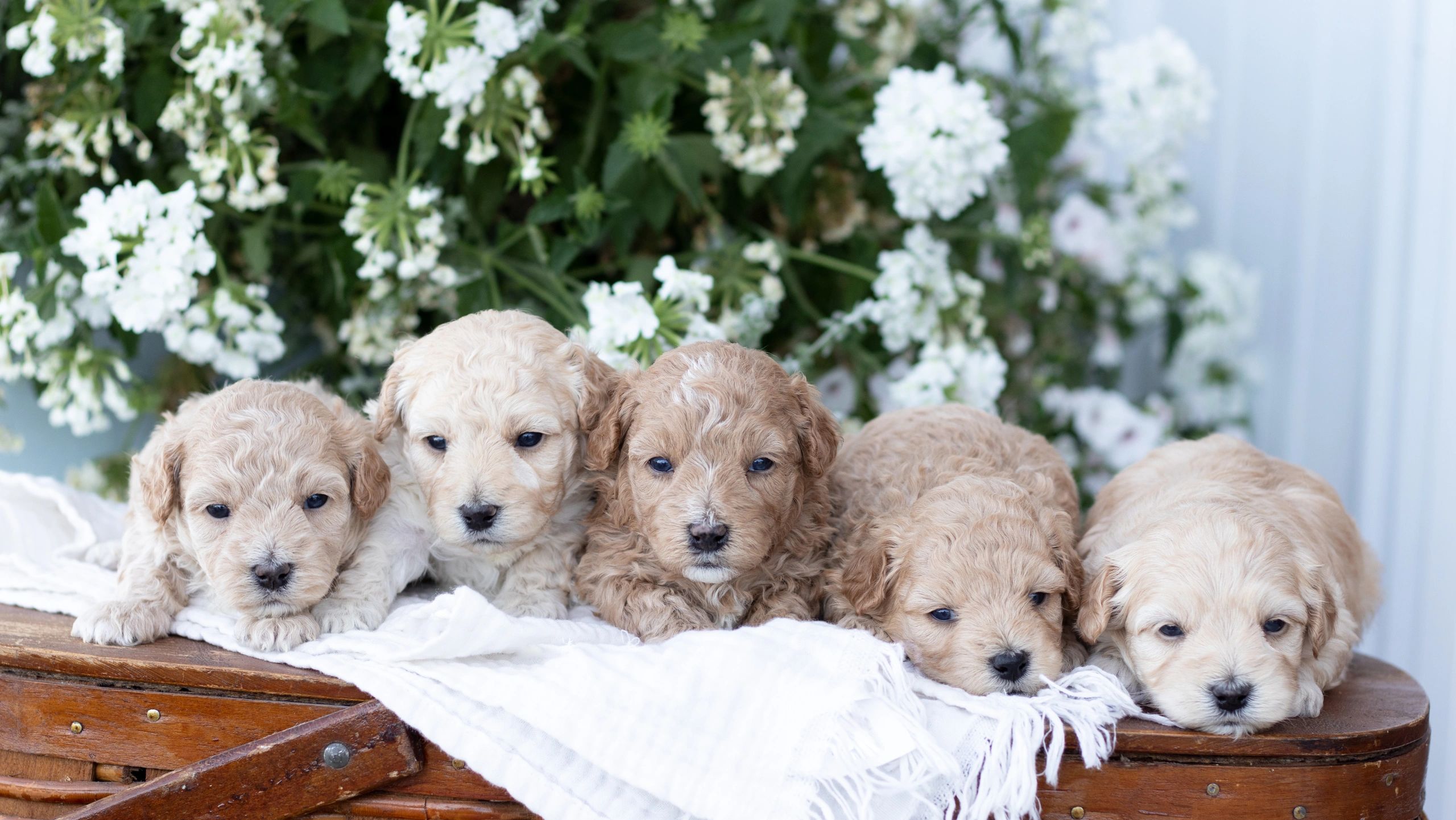 Maltipoo, shichon or Teddybear puppies laying on a blanket, shihtzu bichon mix or poodle maltese mix