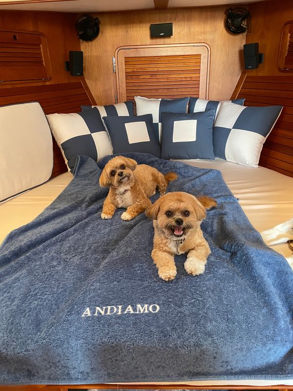 Shichon puppy, puppy for sale, puppies for sale, Maltipoo puppies, Malshi, TeddyBear puppy for sale