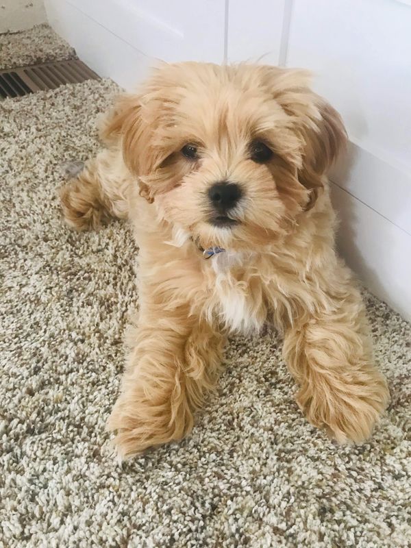 Shichon puppy, puppy for sale, puppies for sale, Maltipoo puppies, Malshi, TeddyBear puppy for sale
