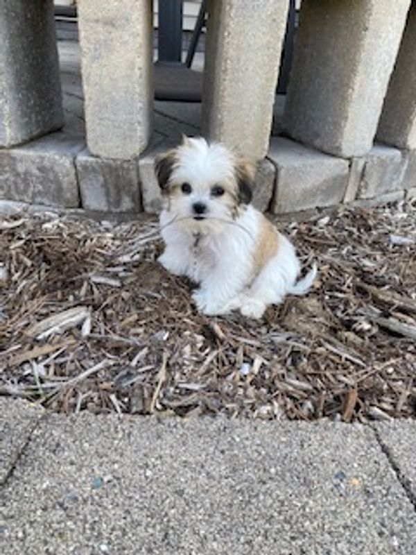Shichon puppy, puppy for sale, puppies for sale, Maltipoo puppies, Malshi, TeddyBear Shihpoo puppy