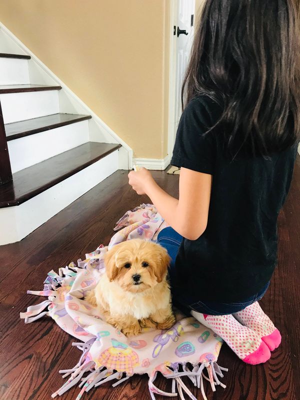 Shichon puppy, puppy for sale, puppies for sale, Maltipoo puppies, Malshi, TeddyBear puppy for sale