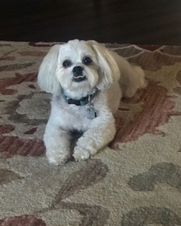 Shichon, Teddybear puppy, Timbercreekpuppies for sale, Shihtzu mix puppies, bichon frise mixes pups