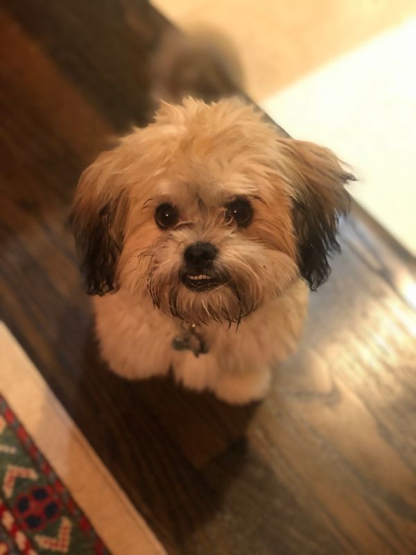 Shichon puppy for sale smiling for the camera.  A timbercreekpuppies Shichon puppy for sale.