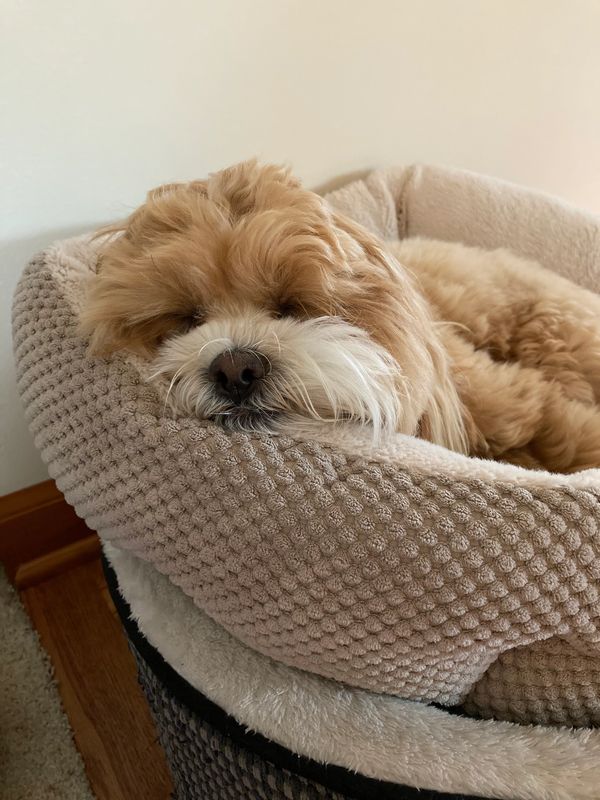 Shichon puppy, puppy for sale, puppies for sale, Maltipoo puppies, Malshi, TeddyBear puppy for sale