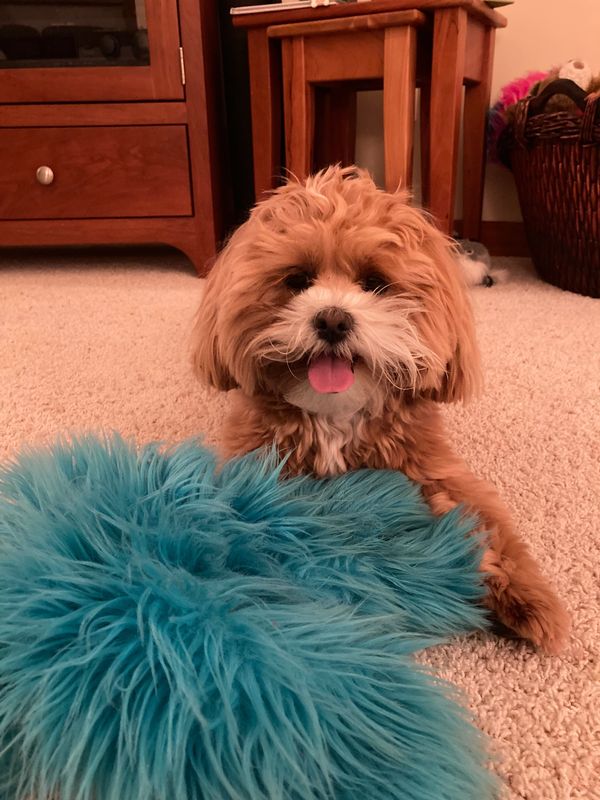 Shichon puppy, puppy for sale, puppies for sale, Maltipoo puppies, Malshi, TeddyBear puppy for sale