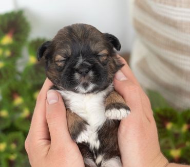 Shichon puppies by flowers,shihtzu bichon puppies, shichon breeder near me, shihtzu mix, bichon mix