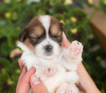 Shichon puppies by flowers,shihtzu bichon puppies, shichon breeder near me, shihtzu mix, bichon mix