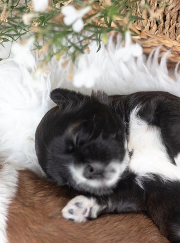 Shichon puppies by flowers,shihtzu bichon puppies, shichon breeder near me, shihtzu mix, bichon mix