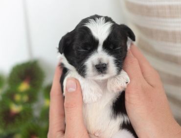 Shichon puppies by flowers,shihtzu bichon puppies, shichon breeder near me, shihtzu mix, bichon mix