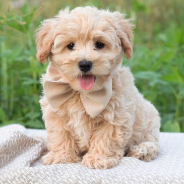 Available shichon puppies, shihtzu bichon puppies, maltipoo puppies, maltese poodle puppies, puppy 