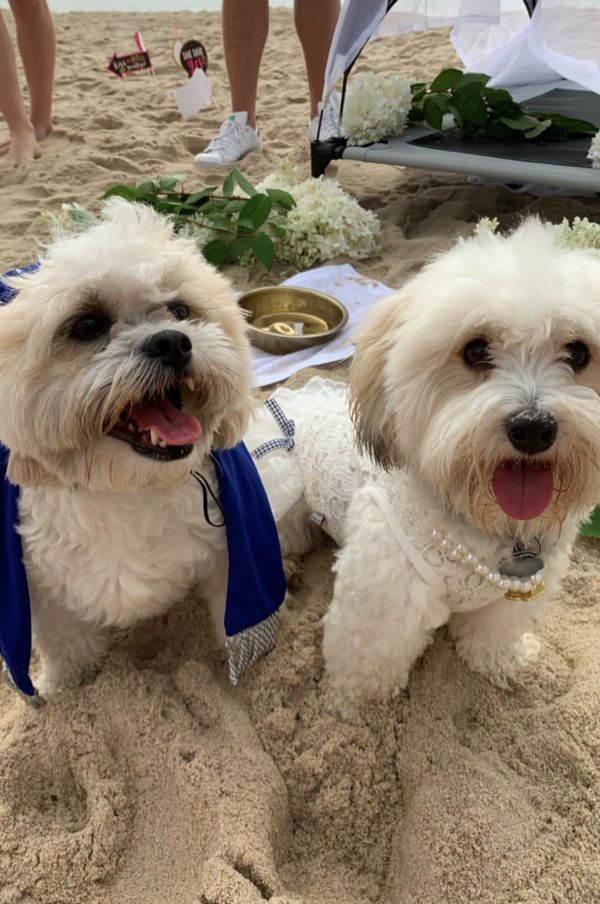 Shichon, Teddybear puppy, Timbercreekpuppies for sale, Shihtzu mix puppies, bichon frise mixes pups
