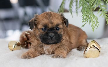 Shichon puppies for sale, shihtzu bichon puppies, Teddybear puppies for sale, shichon breeder, puppy