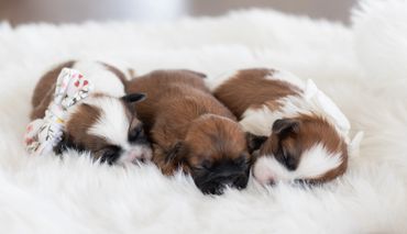 Shichon puppies for sale, shihtzu bichon puppies, Teddybear puppies for sale, shichon breeder, puppy