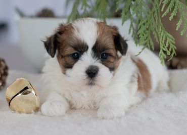 Shichon puppies for sale, shihtzu bichon puppies, Teddybear puppies for sale, shichon breeder, puppy
