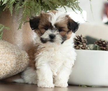 Shichon puppies for sale, shihtzu bichon puppies, Teddybear puppies for sale, shichon breeder, puppy