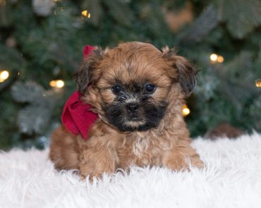 Shichon puppies for sale, shihtzu bichon puppies, Teddybear puppies for sale, shichon breeder, puppy