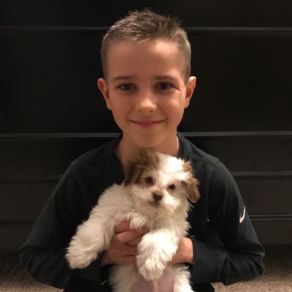 Shichon, Teddybear puppy, Timbercreekpuppies for sale, Shihtzu mix puppies, bichon frise mixes pups