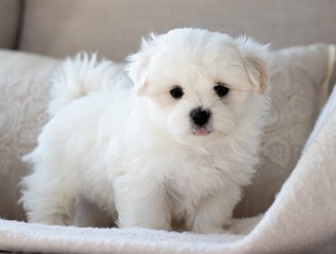 Shichon puppies for sale, shihtzu bichon puppies, Teddybear puppies for sale, shichon breeder, Puppy