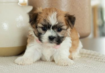 Shichon puppies for sale, shihtzu bichon puppies, Teddybear puppies for sale, shichon breeder, Puppy