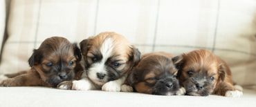Shichon puppies for sale, shihtzu bichon puppies, Teddybear puppies for sale, shichon breeder, Puppy