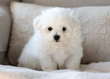 Shichon puppies for sale, shihtzu bichon puppies, Teddybear puppies for sale, shichon breeder, Puppy