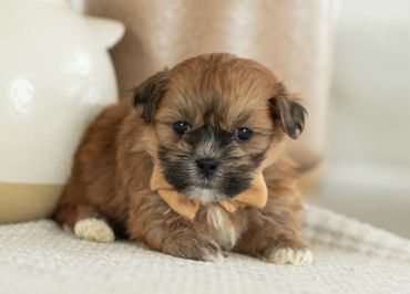 Shichon puppies for sale, shihtzu bichon puppies, Teddybear puppies for sale, shichon breeder, Puppy