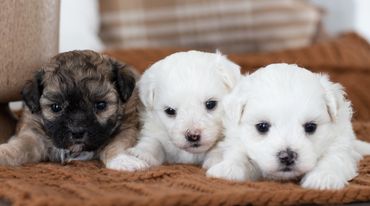 Shichon puppies for sale, shihtzu bichon puppies, Teddybear puppies for sale, shichon breeder, Puppy