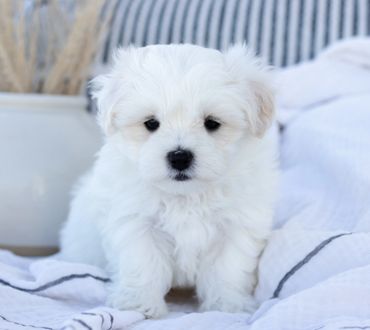 Shichon puppies for sale, shihtzu bichon puppies, Teddybear puppies for sale, shichon breeder, Puppy