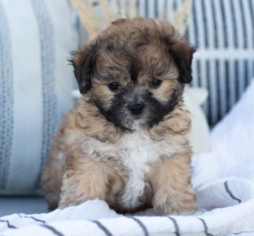Shichon puppies for sale, shihtzu bichon puppies, Teddybear puppies for sale, shichon breeder, P  up