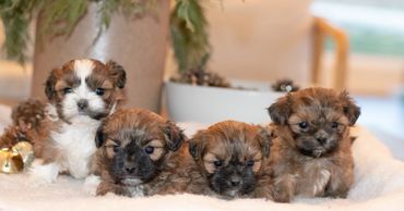 Shichon puppies for sale, shihtzu bichon puppies, Teddybear puppies for sale, shichon breeder, Puppy