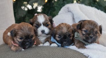 Shichon puppies for sale, shihtzu bichon puppies, Teddybear puppies for sale, shichon breeder, Puppy