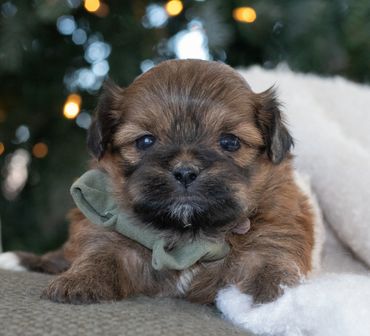 Shichon puppies for sale, shihtzu bichon puppies, Teddybear puppies for sale, shichon breeder, Puppy