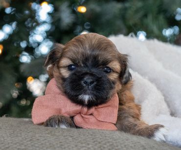 Shichon puppies for sale, shihtzu bichon puppies, Teddybear puppies for sale, shichon breeder, Puppy