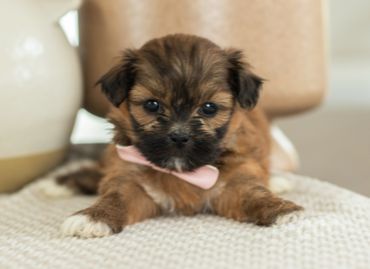 Shichon puppies for sale, shihtzu bichon puppies, Teddybear puppies for sale, shichon breeder, puppy