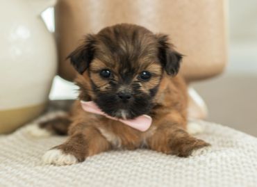 Shichon puppies for sale, shihtzu bichon puppies, Teddybear puppies for sale, shichon breeder, Puppy