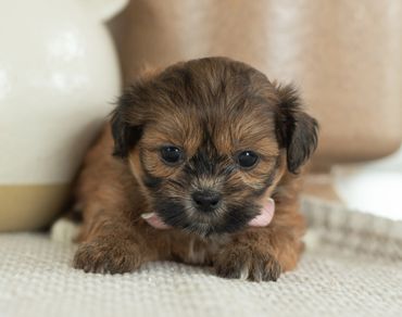 Shichon puppies for sale, shihtzu bichon puppies, Teddybear puppies for sale, shichon breeder, Puppy