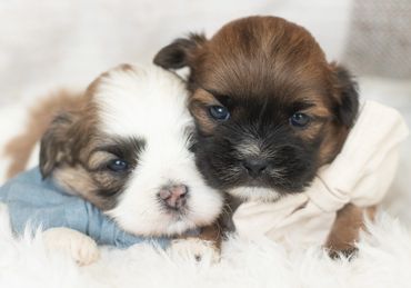 Shichon puppies for sale, shihtzu bichon puppies, Teddybear puppies for sale, shichon breeder, Puppy