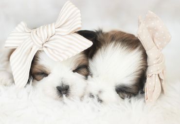 Shichon puppies for sale, shihtzu bichon puppies, Teddybear puppies for sale, shichon breeder, Puppy