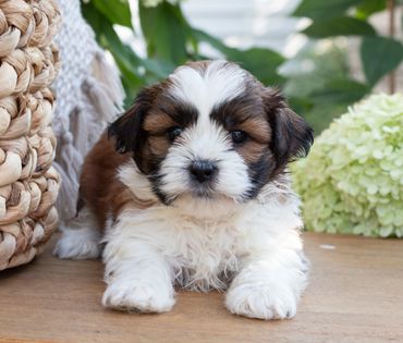 Shihtzu Bichon puppies, Shihtzu mix puppies, Bichon mix puppies, Timbercreek Shichon puppies,