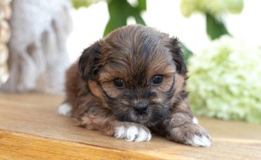 Shihtzu Bichon puppies, Shihtzu mix puppies, Bichon mix puppies, Timbercreek Shichon puppies,