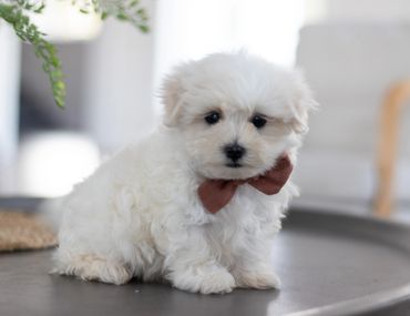 Shihtzu Bichon puppies, Shihtzu mix puppies, Bichon mix puppies, Timbercreek Shichon puppies,