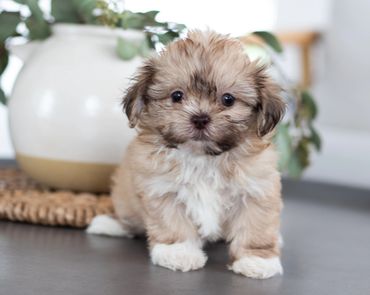 Shihtzu Bichon puppies, Shihtzu mix puppies, Bichon mix puppies, Timbercreek Shichon puppies,