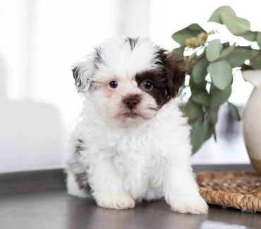 Shihtzu Bichon puppies, Shihtzu mix puppies, Bichon mix puppies, Timbercreek Shichon puppies,