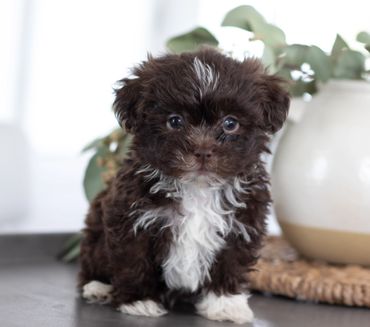 Shihtzu Bichon puppies, Shihtzu mix puppies, Bichon mix puppies, Timbercreek Shichon puppies,