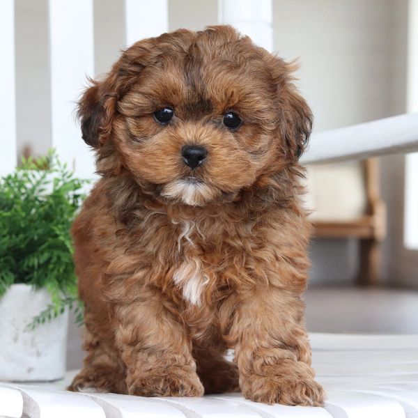 Shichon puppies for sale, shihtzu bichon puppies, Teddybear puppies for sale, shichon breeder, Puppy