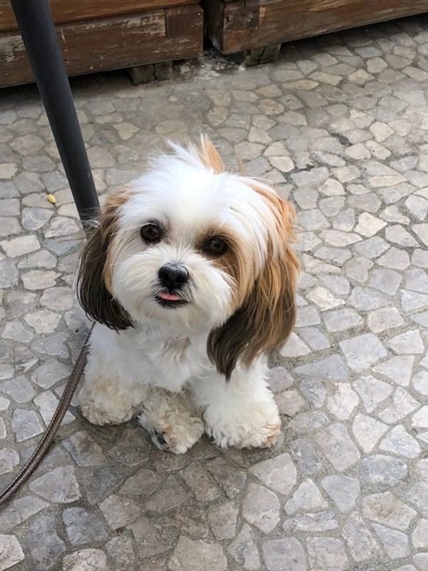 Shichon puppy, puppy for sale, puppies for sale, Maltipoo puppies, Malshi, TeddyBear Shihpoo puppy