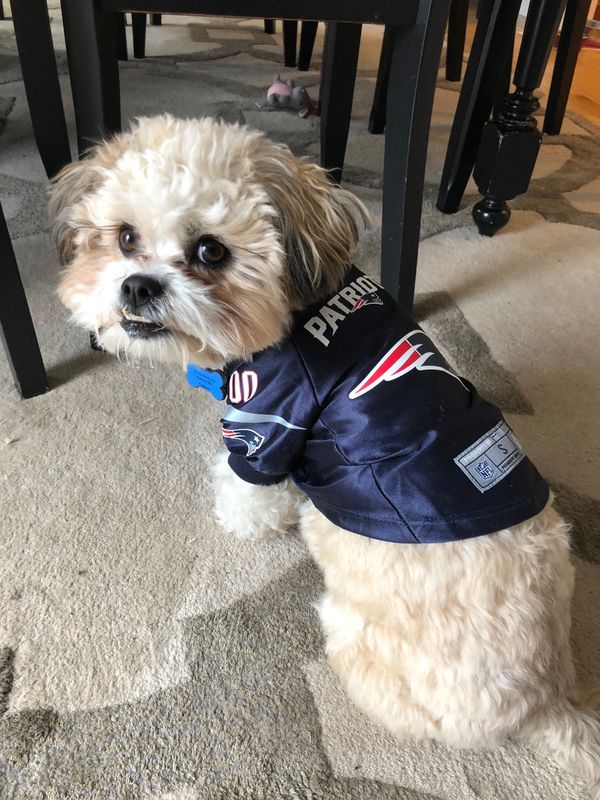 Shichon puppy, puppy for sale, puppies for sale, Maltipoo puppies, Malshi, TeddyBear Shihpoo puppy